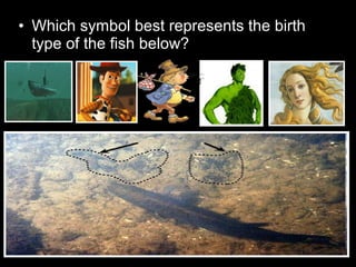 • Which symbol best represents the birth
type of the fish below?
 