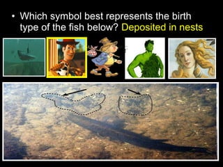 • Which symbol best represents the birth
type of the fish below? Deposited in nests
 