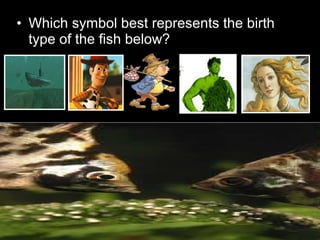 • Which symbol best represents the birth
type of the fish below?
 