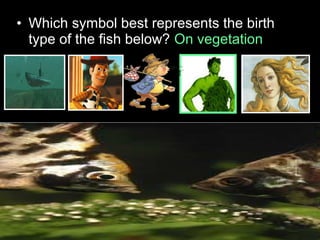 • Which symbol best represents the birth
type of the fish below? On vegetation
 