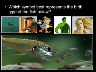 • Which symbol best represents the birth
type of the fish below?
 