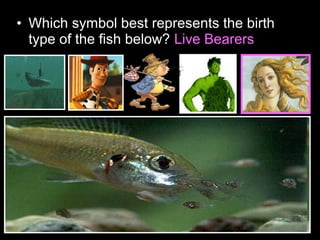 • Which symbol best represents the birth
type of the fish below? Live Bearers
 