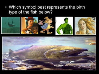 • Which symbol best represents the birth
type of the fish below?
 