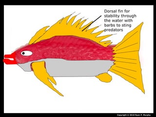 Copyright © 2010 Ryan P. Murphy
Dorsal fin for
stability through
the water with
barbs to sting
predators
 
