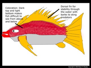 Copyright © 2010 Ryan P. Murphy
Dorsal fin for
stability through
the water with
barbs to sting
predators
Coloration- Dark
top and light
bottom makes
fish difficult to
see from above
and below
 