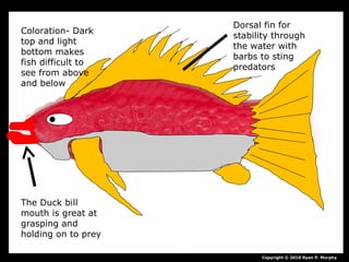 Copyright © 2010 Ryan P. Murphy
Dorsal fin for
stability through
the water with
barbs to sting
predators
Coloration- Dark
top and light
bottom makes
fish difficult to
see from above
and below
The Duck bill
mouth is great at
grasping and
holding on to prey
 