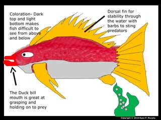 Copyright © 2010 Ryan P. Murphy
Dorsal fin for
stability through
the water with
barbs to sting
predators
Coloration- Dark
top and light
bottom makes
fish difficult to
see from above
and below
The Duck bill
mouth is great at
grasping and
holding on to prey
 