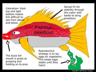 Copyright © 2010 Ryan P. Murphy
Dorsal fin for
stability through
the water with
barbs to sting
predators
Coloration- Dark
top and light
bottom makes
fish difficult to
see from above
and below
The Duck bill
mouth is great at
grasping and
holding on to prey
Reproductive
strategy is to lay
eggs on vegetation.
This keeps eggs
stable until they
hatch.
Fishicus
swedicus
 