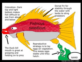 Copyright © 2010 Ryan P. Murphy
Dorsal fin for
stability through
the water with
barbs to sting
predators
Coloration- Dark
top and light
bottom makes
fish difficult to
see from above
and below
The Duck bill
mouth is great at
grasping and
holding on to prey
Reproductive
strategy is to lay
eggs on vegetation.
This keeps eggs
stable until they
hatch.
Fishicus
swedicus
NAME!
 