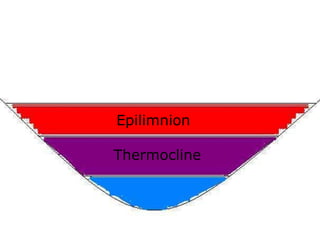 Epilimnion
Thermocline
 