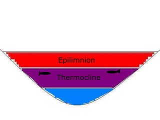 Epilimnion
Thermocline
 