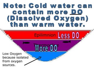 Epilimnion
Thermocline
Low Oxygen
because isolated
from oxygen
sources.
 