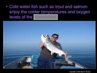 • Cold water fish such as trout and salmon
enjoy the colder temperatures and oxygen
levels of the thermocline.
Copyright © 2010 Ryan P. Murphy
 