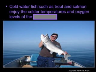 • Cold water fish such as trout and salmon
enjoy the colder temperatures and oxygen
levels of the thermocline.
Copyright © 2010 Ryan P. Murphy
 
