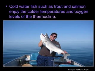 • Cold water fish such as trout and salmon
enjoy the colder temperatures and oxygen
levels of the thermocline.
Copyright © 2010 Ryan P. Murphy
 