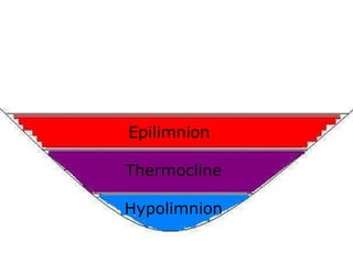 Epilimnion
Thermocline
Hypolimnion
 
