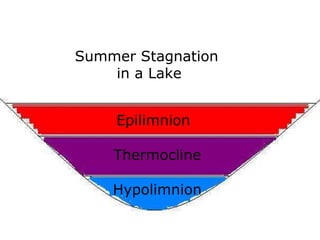 Epilimnion
Thermocline
Hypolimnion
Summer Stagnation
in a Lake
 