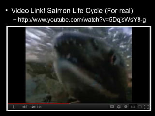• Video Link! Salmon Life Cycle (For real)
– http://www.youtube.com/watch?v=5DqjsWsY8-g
 