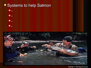 Systems to help SalmonSystems to help Salmon
--
--
--
--
Copyright © 2010 Ryan P. Murphy
 