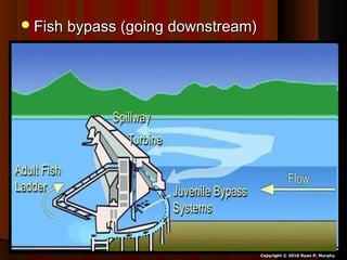 Fish bypass (going downstream)Fish bypass (going downstream)
Copyright © 2010 Ryan P. Murphy
 