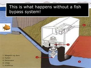 This is what happens without a fish
bypass system!
 