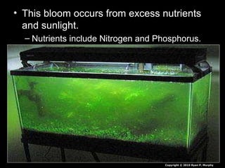 • This bloom occurs from excess nutrients
and sunlight.
– Nutrients include Nitrogen and Phosphorus.
Copyright © 2010 Ryan P. Murphy
 