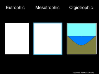 Eutrophic Mesotrophic Olgiotrophic
Copyright © 2010 Ryan P. Murphy
 