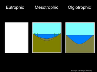 Eutrophic Mesotrophic Olgiotrophic
Copyright © 2010 Ryan P. Murphy
 