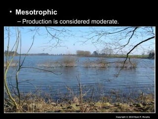 • Mesotrophic
– Production is considered moderate.
Copyright © 2010 Ryan P. Murphy
 