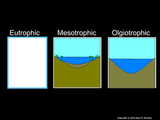 Eutrophic Mesotrophic Olgiotrophic
Copyright © 2010 Ryan P. Murphy
 