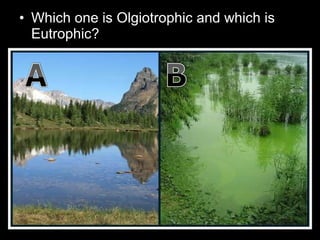 • Which one is Olgiotrophic and which is
Eutrophic?
 
