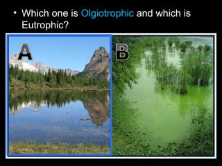 • Which one is Olgiotrophic and which is
Eutrophic?
 