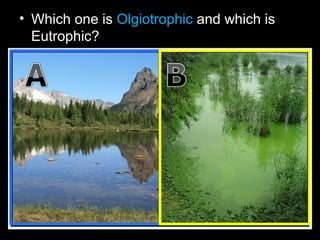 • Which one is Olgiotrophic and which is
Eutrophic?
 