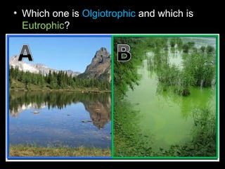 • Which one is Olgiotrophic and which is
Eutrophic?
 