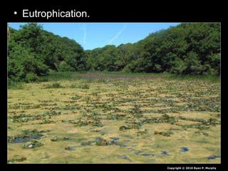 • Eutrophication.
Copyright © 2010 Ryan P. Murphy
 