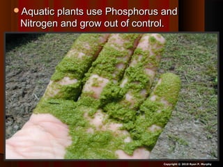 Aquatic plants use Phosphorus andAquatic plants use Phosphorus and
Nitrogen and grow out of control.Nitrogen and grow out of control.
Copyright © 2010 Ryan P. Murphy
 