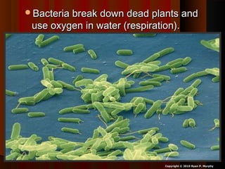 Bacteria break down dead plants andBacteria break down dead plants and
use oxygen in water (respiration).use oxygen in water (respiration).
Copyright © 2010 Ryan P. Murphy
 