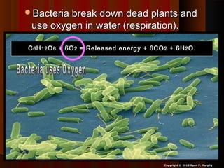 Bacteria break down dead plants andBacteria break down dead plants and
use oxygen in water (respiration).use oxygen in water (respiration).
Copyright © 2010 Ryan P. Murphy
CC66 HH1212 OO66 + 6O+ 6O22 = Released energy + 6CO= Released energy + 6CO 22 + 6H+ 6H22 O.O.
 