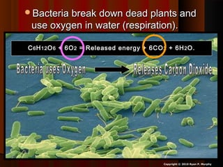 Bacteria break down dead plants andBacteria break down dead plants and
use oxygen in water (respiration).use oxygen in water (respiration).
Copyright © 2010 Ryan P. Murphy
CC66 HH1212 OO66 + 6O+ 6O22 = Released energy + 6CO= Released energy + 6CO 22 + 6H+ 6H22 O.O.
 