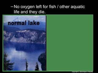 – No oxygen left for fish / other aquaticNo oxygen left for fish / other aquatic
life and they die.life and they die.
Copyright © 2010 Ryan P. Murphy
 