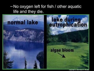 – No oxygen left for fish / other aquaticNo oxygen left for fish / other aquatic
life and they die.life and they die.
Copyright © 2010 Ryan P. Murphy
 