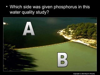 • Which side was given phosphorus in this
water quality study?
Copyright © 2010 Ryan P. Murphy
 