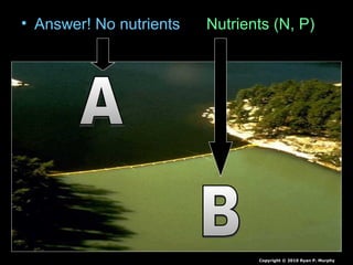 • Answer! No nutrients Nutrients (N, P)
Copyright © 2010 Ryan P. Murphy
 