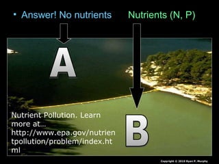 • Answer! No nutrients Nutrients (N, P)
Copyright © 2010 Ryan P. Murphy
Nutrient Pollution. Learn
more at…
http://www.epa.gov/nutrien
tpollution/problem/index.ht
ml
 