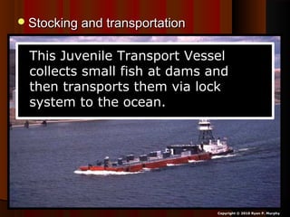 Stocking and transportationStocking and transportation
Copyright © 2010 Ryan P. Murphy
This Juvenile Transport Vessel
collects small fish at dams and
then transports them via lock
system to the ocean.
 