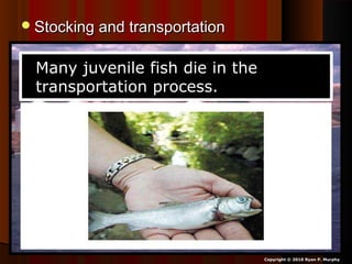 Stocking and transportationStocking and transportation
Copyright © 2010 Ryan P. Murphy
Many juvenile fish die in the
transportation process.
 