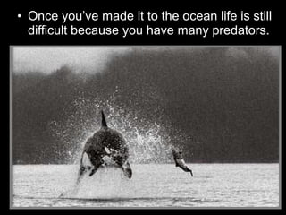 • Once you’ve made it to the ocean life is still
difficult because you have many predators.
 