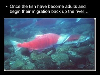 • Once the fish have become adults and
begin their migration back up the river…
 