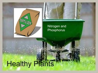 Nitrogen and
Phosphorus
Healthy Plants
 