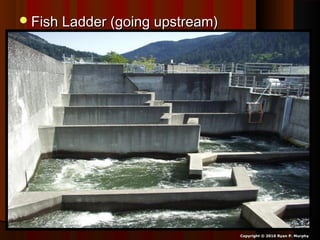 Fish Ladder (going upstream)Fish Ladder (going upstream)
Copyright © 2010 Ryan P. Murphy
 